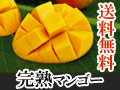 沖縄産完熟マンゴー
